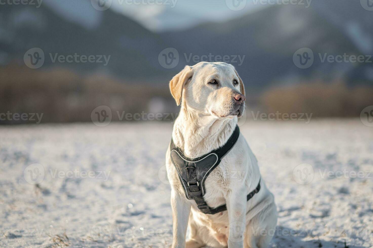 labrador ritratto fotografie nel Liptov, servizio fotografico con cane, slovacchia 04.04.2023