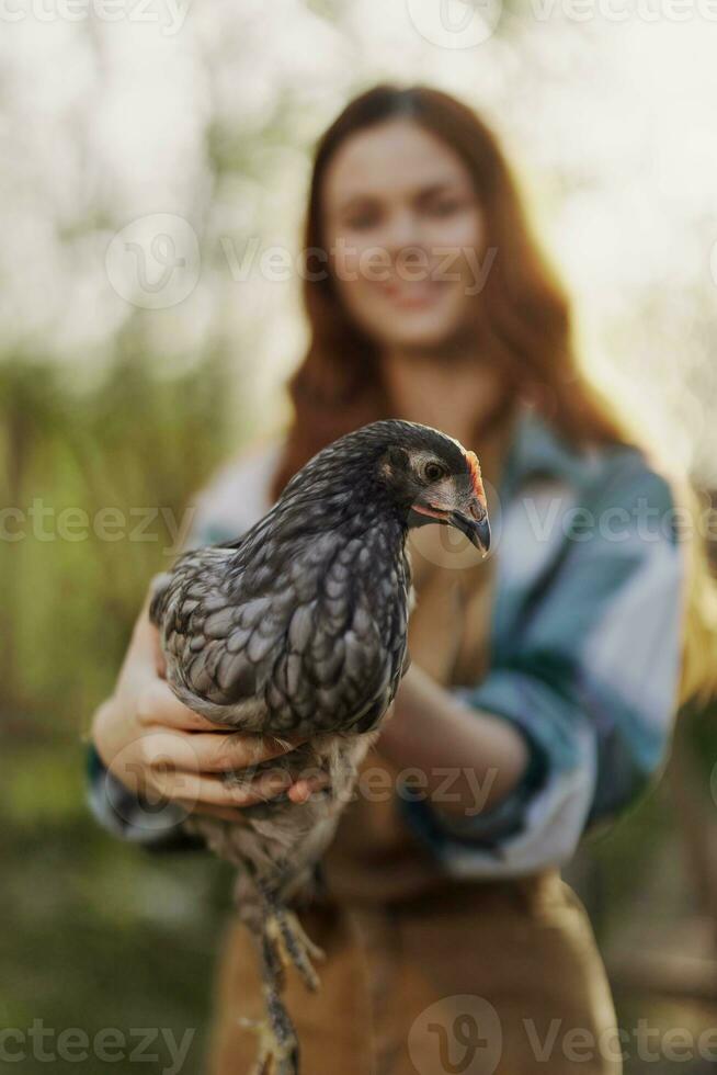 un' contento giovane donna sorrisi come lei sembra in il telecamera e detiene un' giovane pollo quello stabilisce uova per sua azienda agricola nel il luce del sole. il concetto di cura e salutare pollame foto