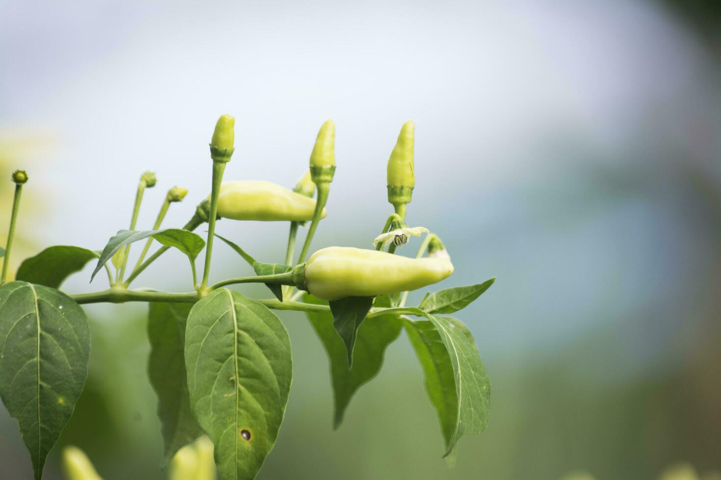 peperoncino di Cayenna Pepe a parte a partire dal Indonesia, esso anche cresce e è popolare come un' cucinando Spezia nel altro sud-est asiatico Paesi. foto