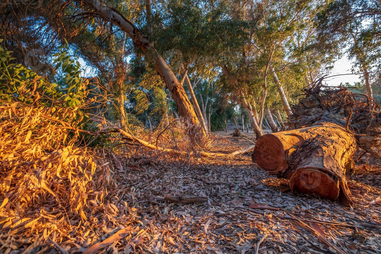tagliare la corteccia di un albero nel lago Athalassa, Cipro inondata dalla calda luce pomeridiana foto