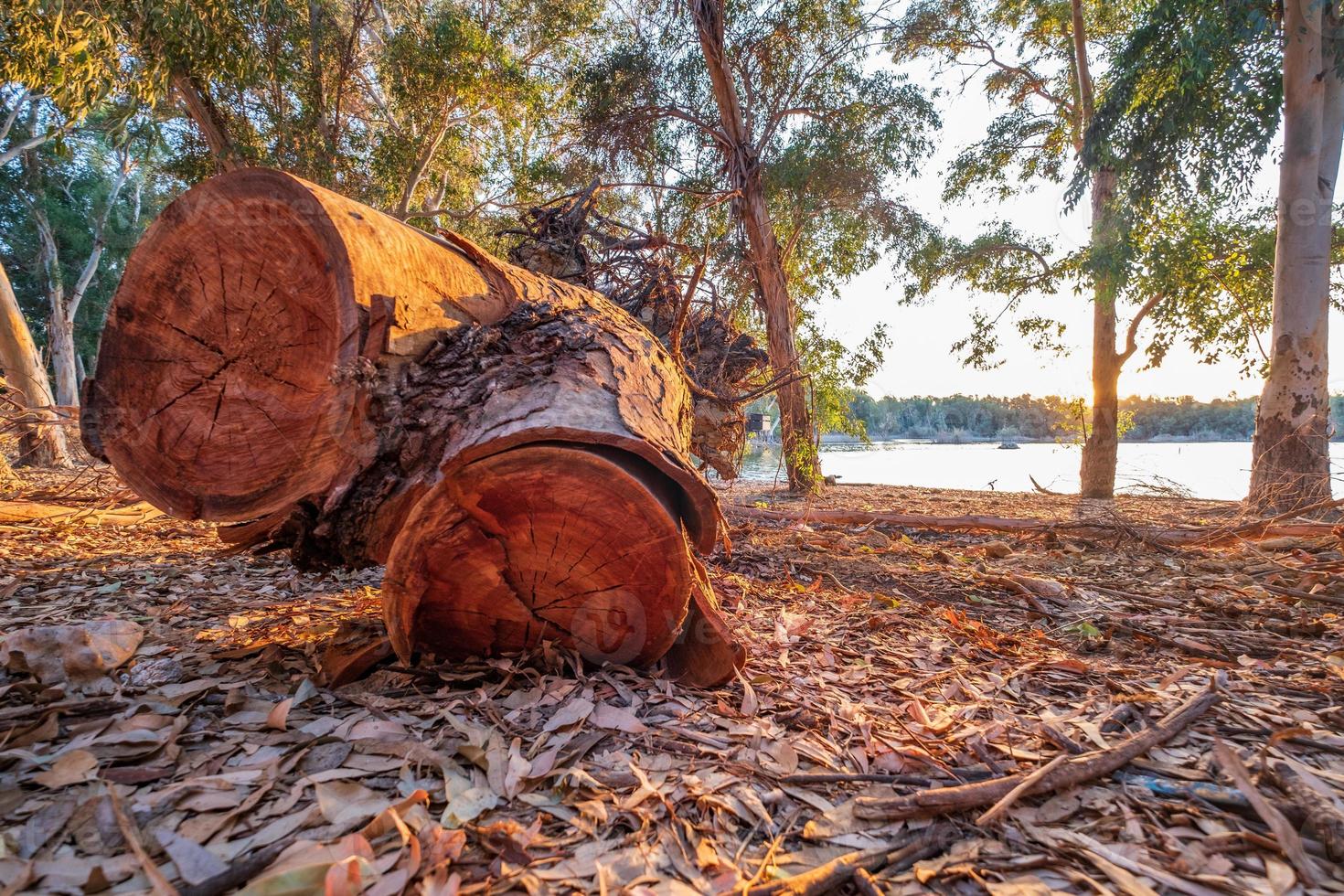 tagliare la corteccia di un albero nel lago Athalassa, Cipro inondata dalla calda luce pomeridiana foto