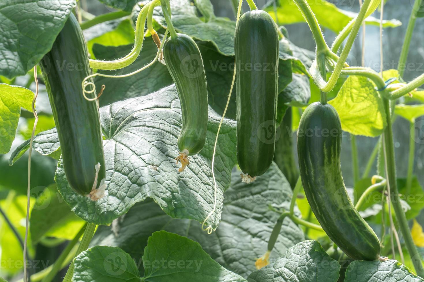 giovane pianta di zucchine foto