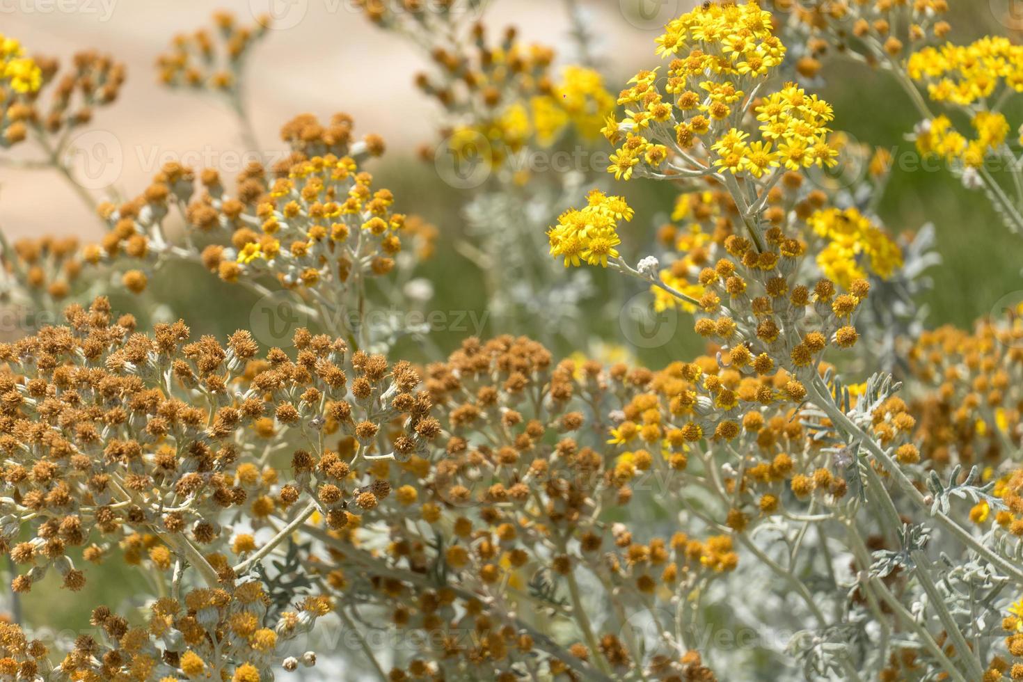 fiori gialli margherita foto