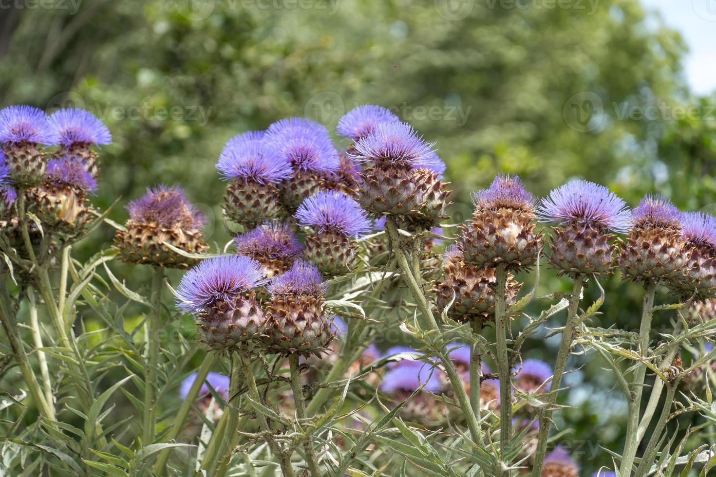 fiori viola del cardo selvatico di lancia foto