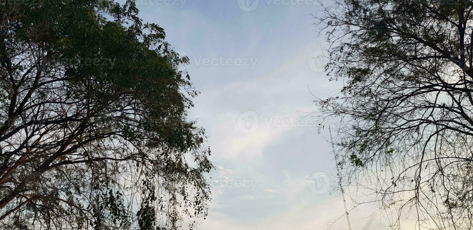 alberi con molto lussureggiante le foglie e ramoscelli con blu cielo e bianca nuvole nel il sfondo. foto