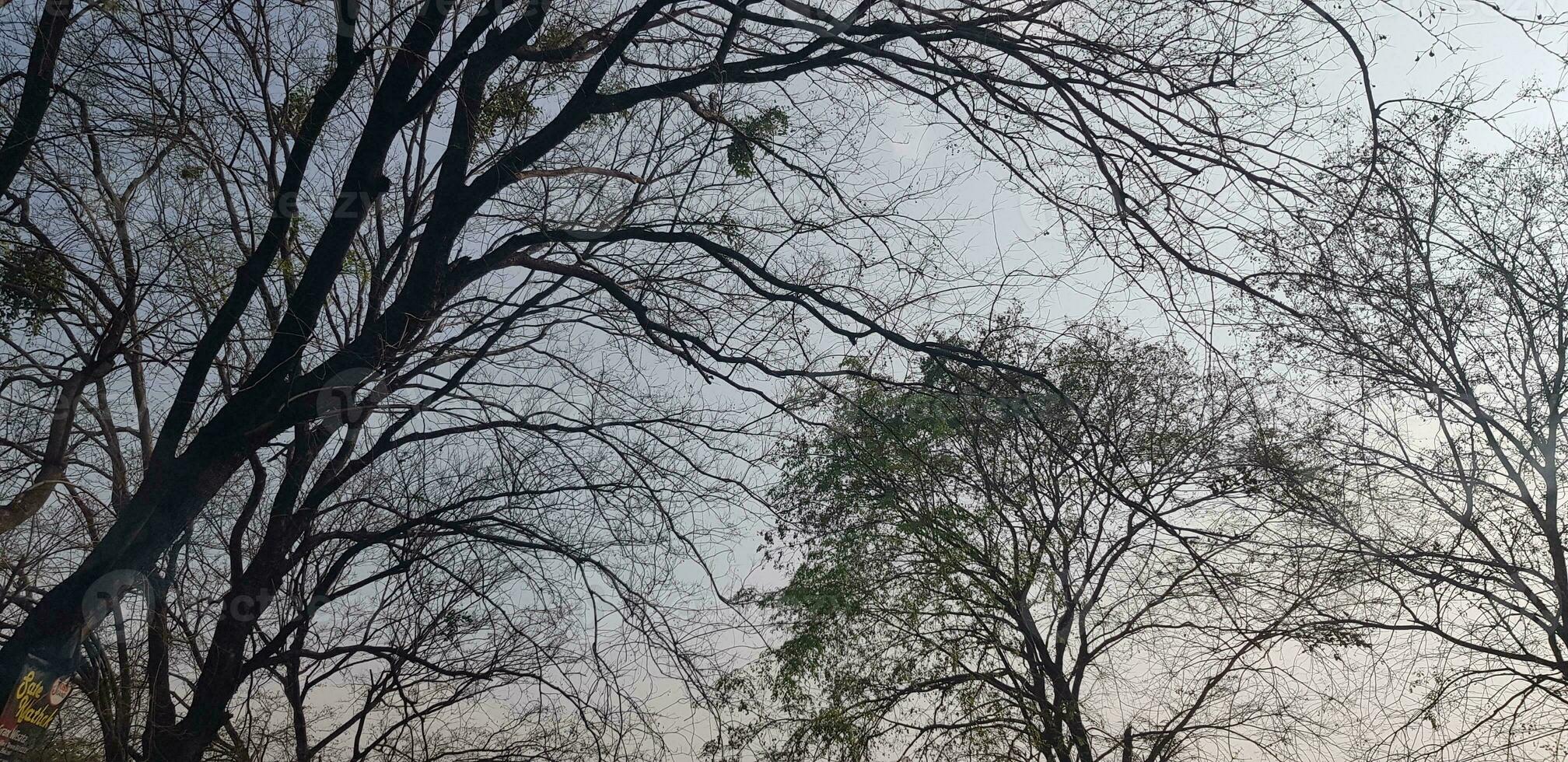 alberi con molto lussureggiante le foglie e ramoscelli con blu cielo e bianca nuvole nel il sfondo. foto