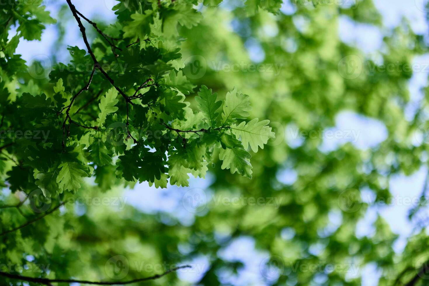 fresco verde le foglie di il quercia albero contro un' soleggiato senza nuvole cielo foto