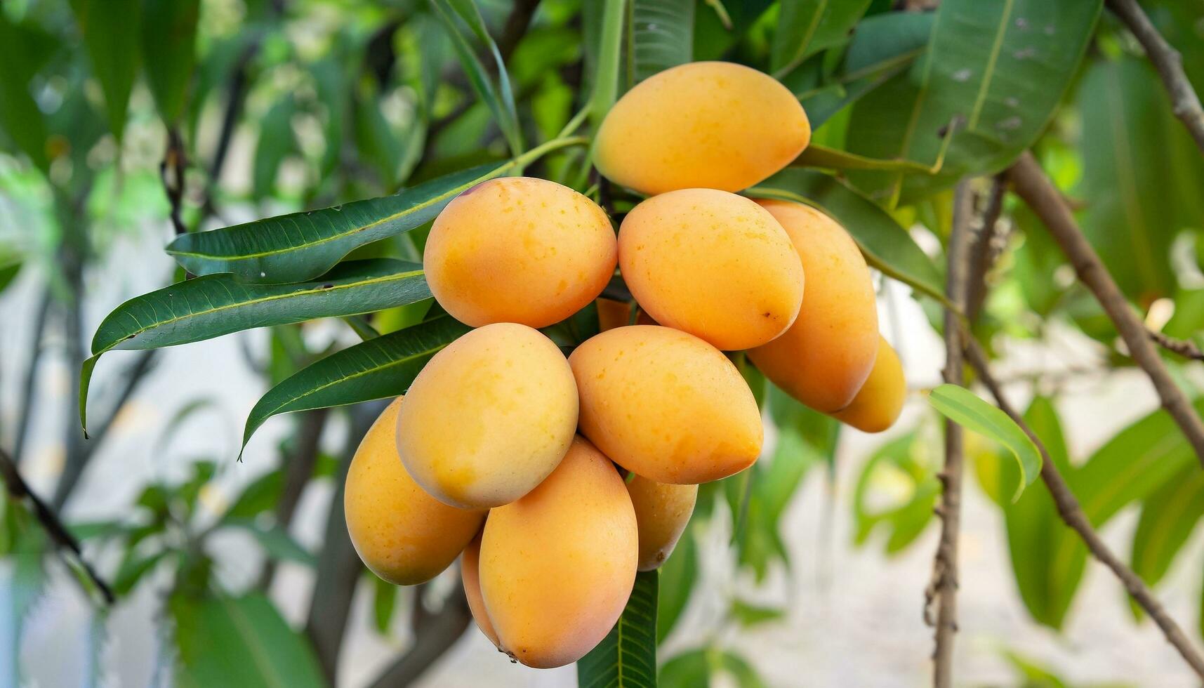 Mango frutta sospeso su un' albero con un' rustico di legno tavolo foto