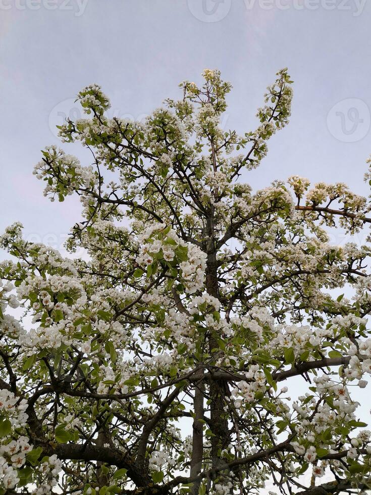 Mela fiore. primavera fiori di un Mela albero. floreale sfondo foto