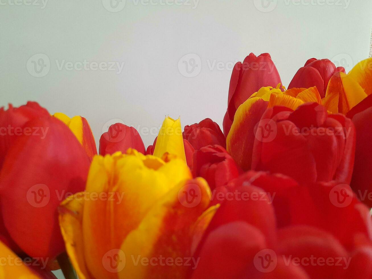 tulipani. primavera tulipani su un' leggero sfondo. sfondo per un' saluto carta foto