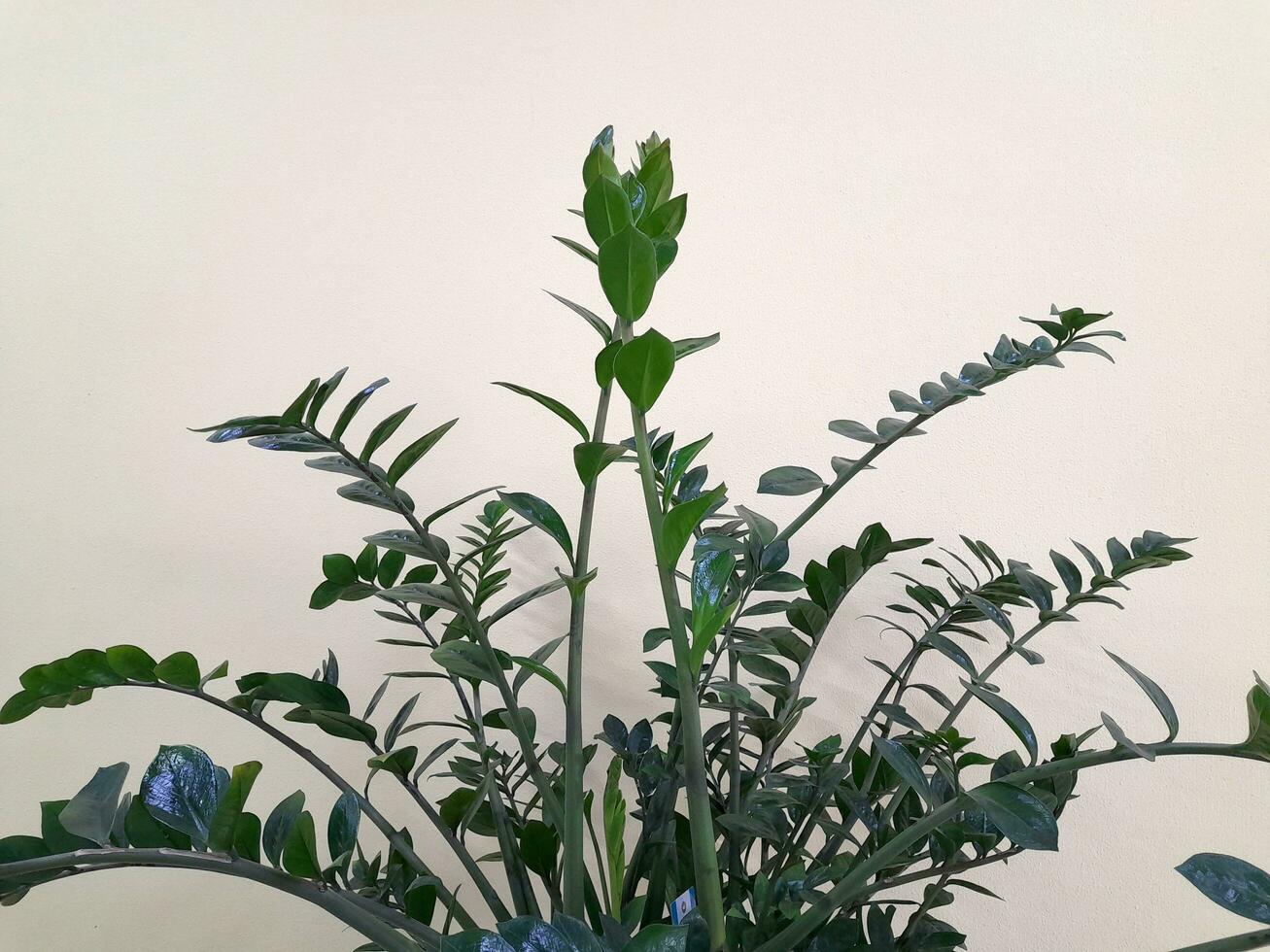 interno verde pianta su un' leggero sfondo. floreale sfondo per un' cartolina foto