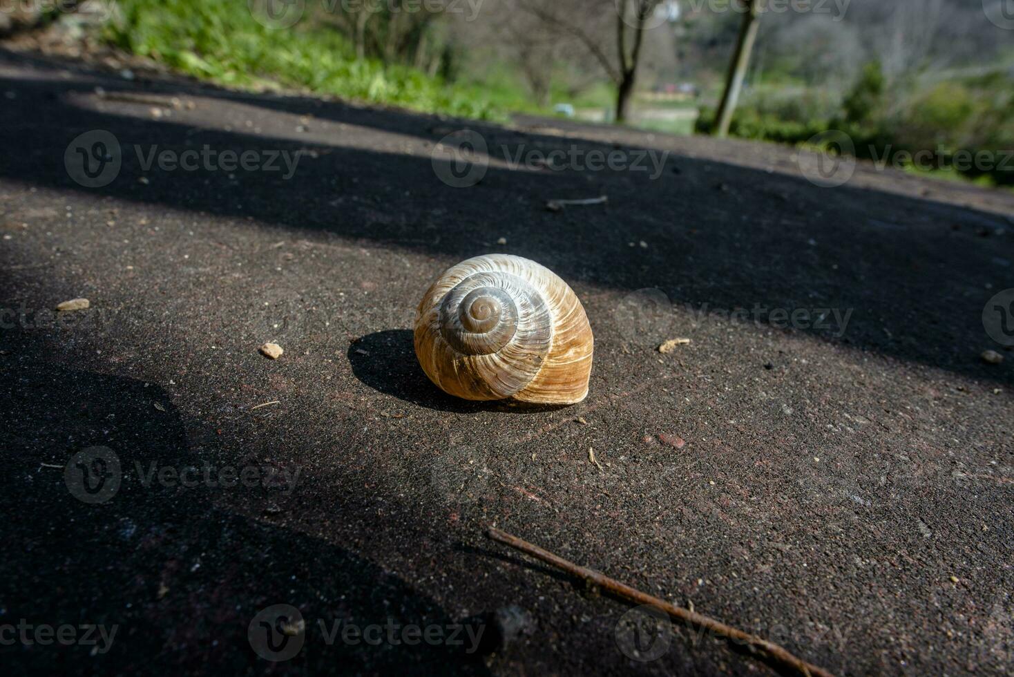 2023 03 05 lonigo vuoto conchiglia 1 foto