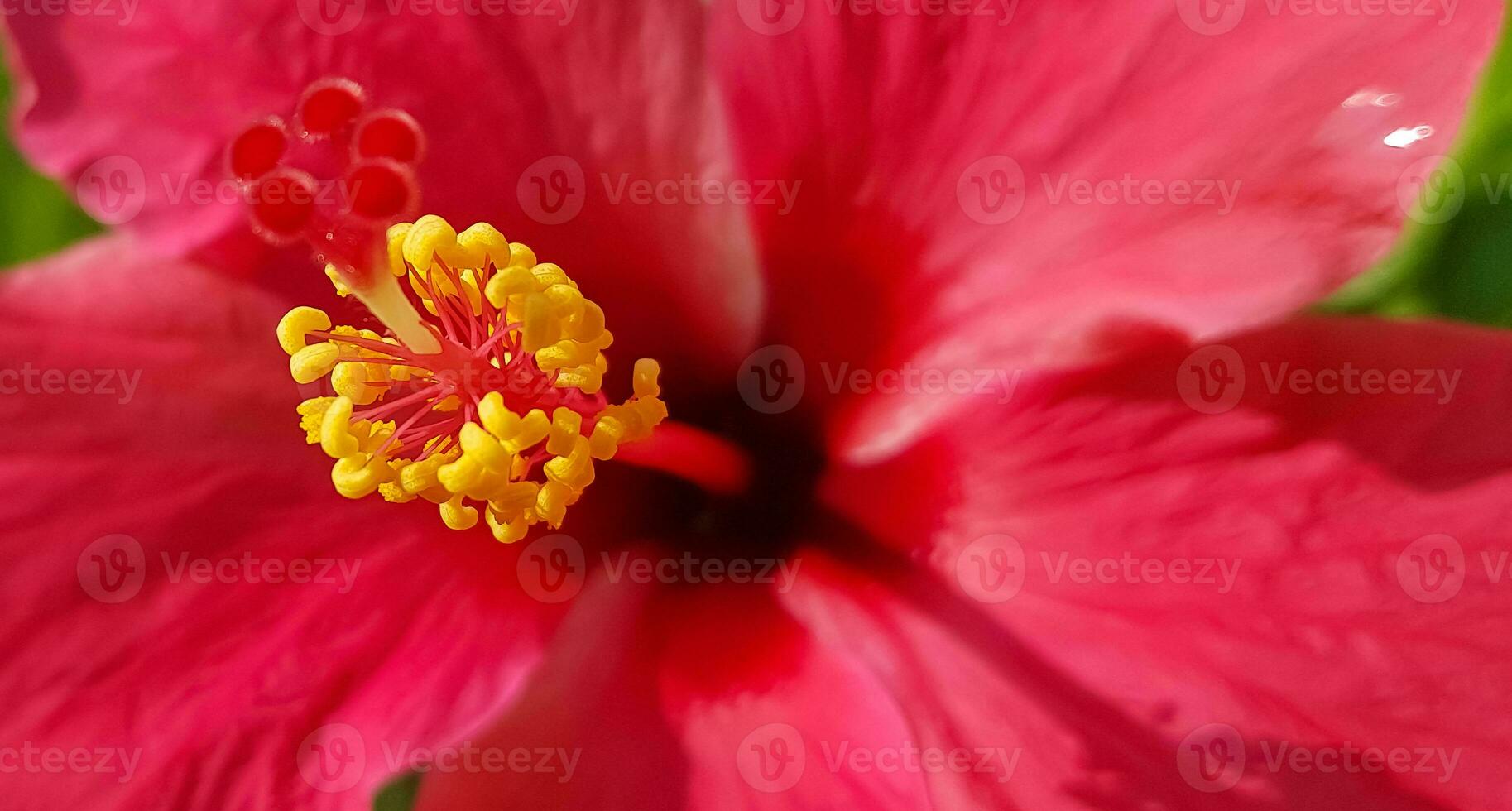 bellissimo vicino su di rosa fiore rosa allamanda o allamanda blanchetii un' dc, o apocynaceae o kembang sepatu foto