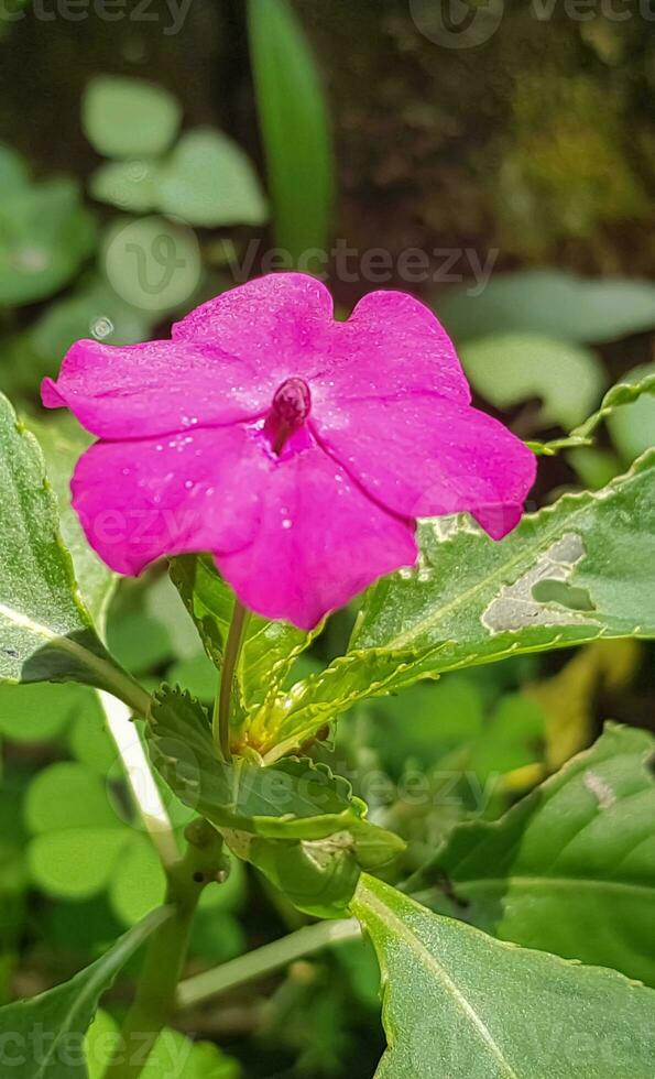 occupato lizzie impatiens walleriana anche conosciuto come balsamo, sultanina o impatiens nel Asia foto