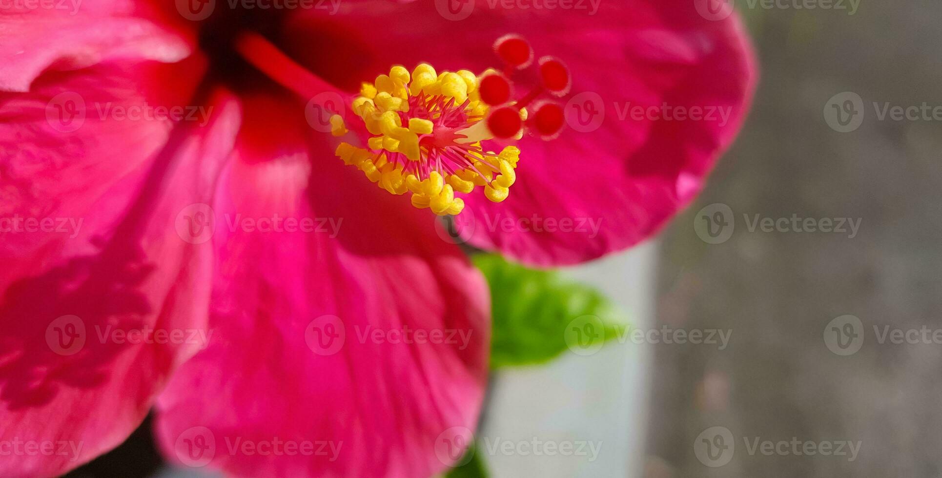 bellissimo vicino su di rosa fiore rosa allamanda o allamanda blanchetii un' dc, o apocynaceae o kembang sepatu foto