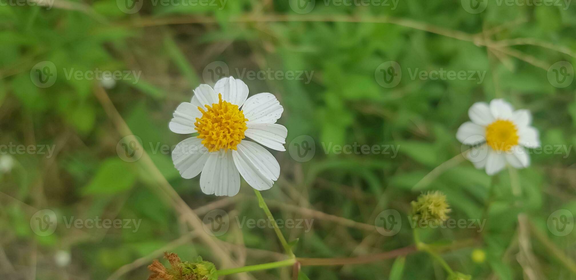 bellissimo margherita fiori con verde fogliame o bellis perennis io, o compositae fioritura nel il parco durante luce del sole di estate giorno foto