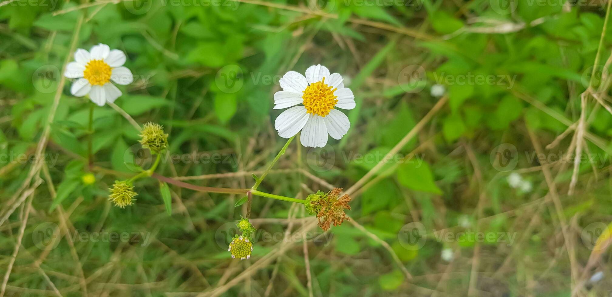 bellissimo margherita fiori con verde fogliame o bellis perennis io, o compositae fioritura nel il parco durante luce del sole di estate giorno foto