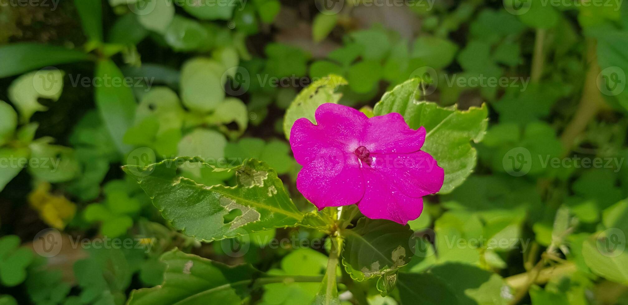 occupato lizzie impatiens walleriana anche conosciuto come balsamo, sultanina o impatiens nel Asia foto