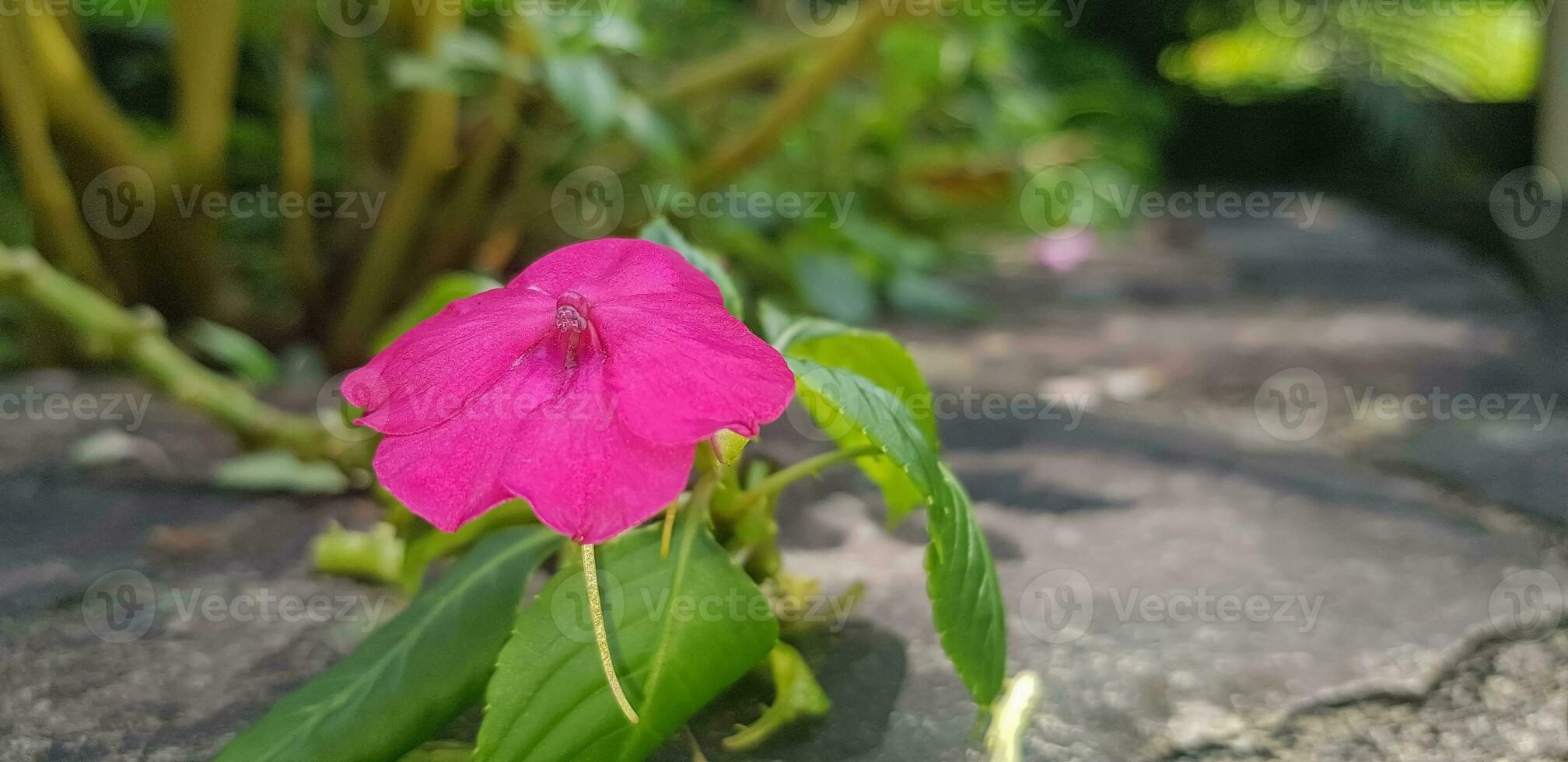 occupato lizzie impatiens walleriana anche conosciuto come balsamo, sultanina o impatiens nel Asia foto