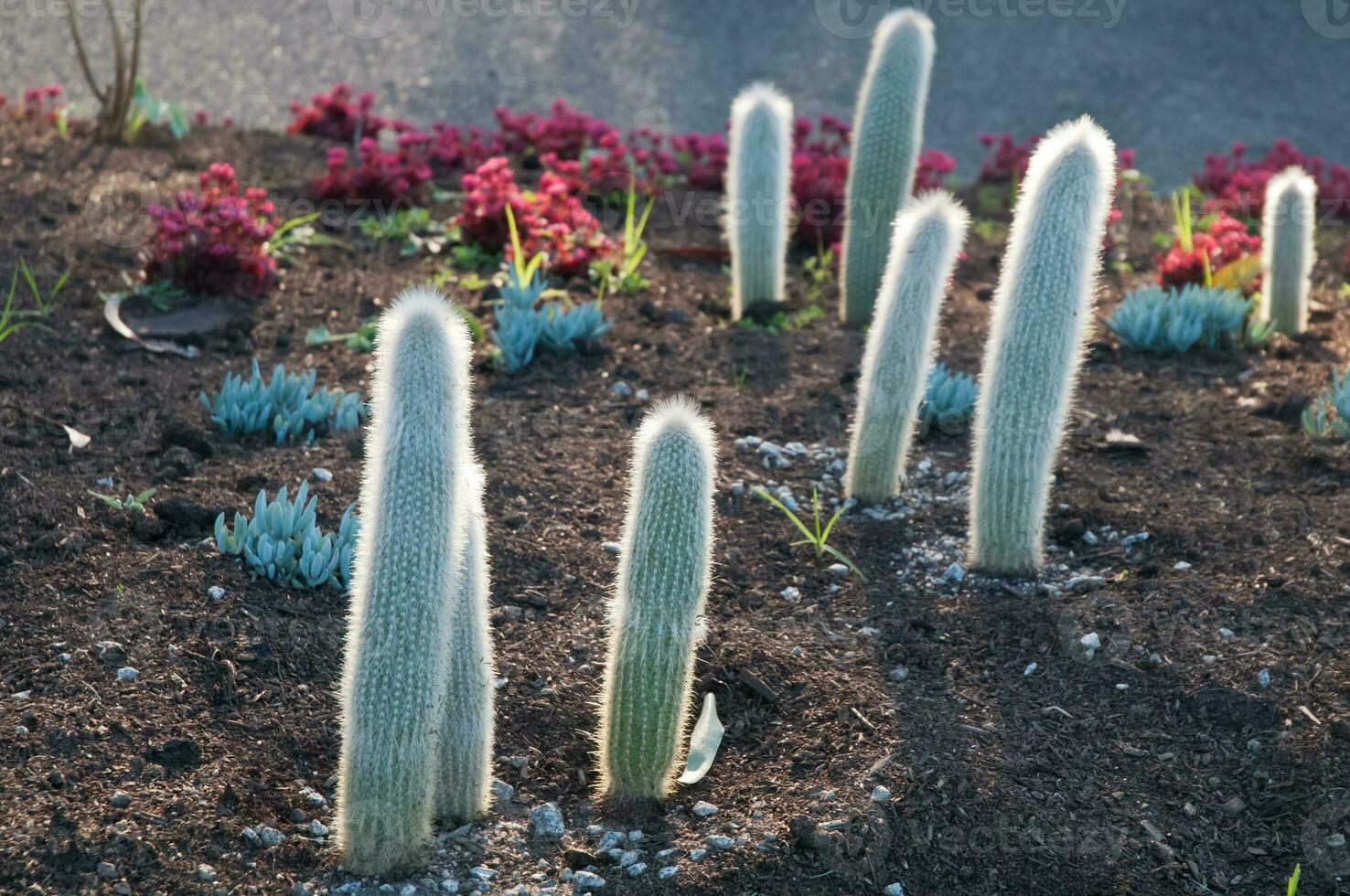 piccoli alberi di cactus appuntiti la sera foto