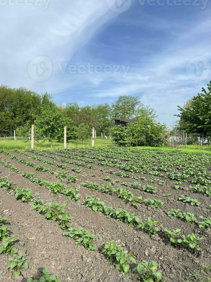 patate siamo cresciuto nel agricoltura. letti di giovane patate. verdure raccolto. giardino molla, soleggiato tempo atmosferico. natura e cielo foto