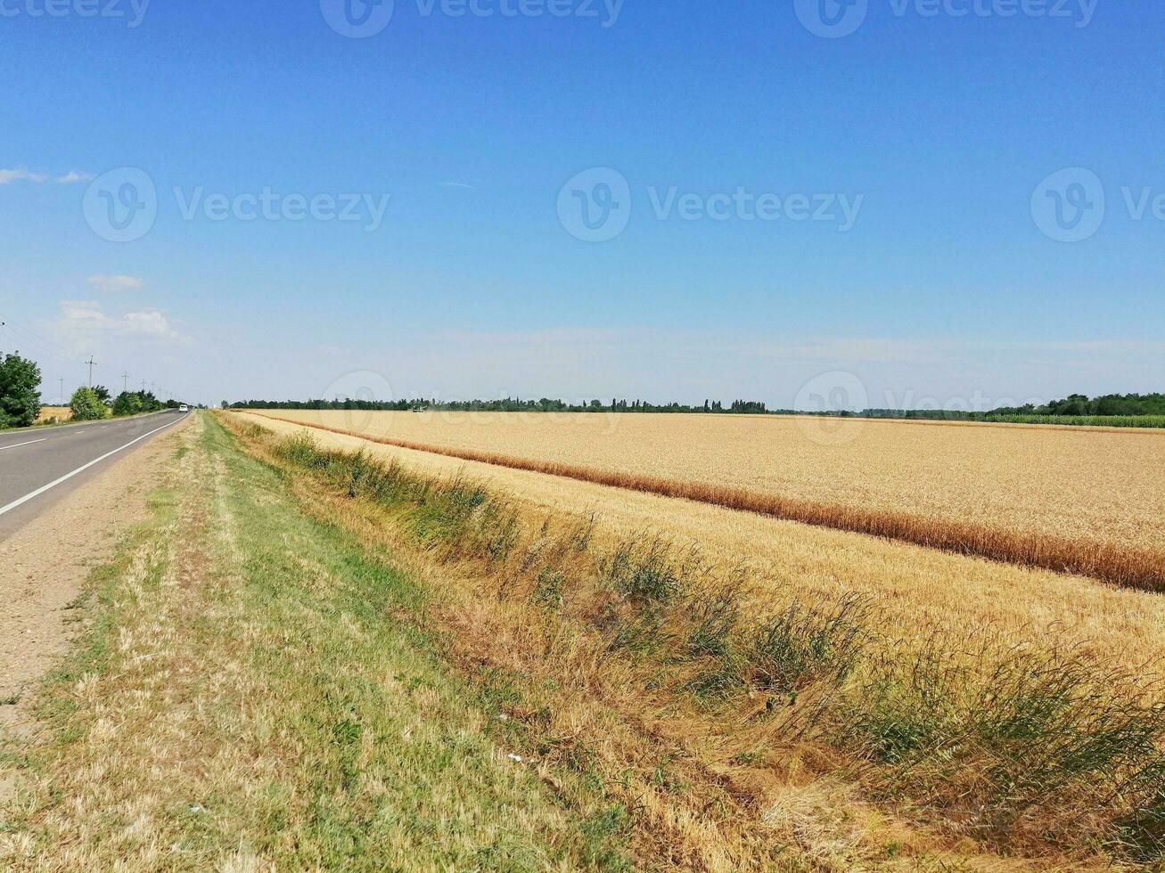 campo Grano raccogliere foto