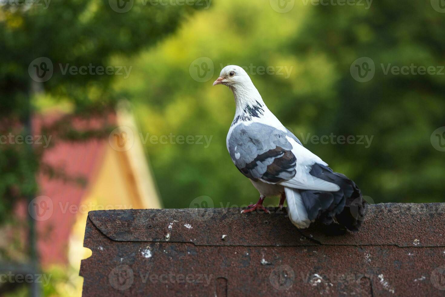 vicino su di un' Piccione foto