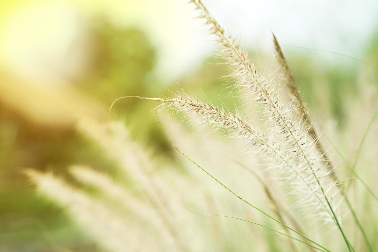 Close up di fiori di erba nel campo con la luce del sole sullo sfondo foto