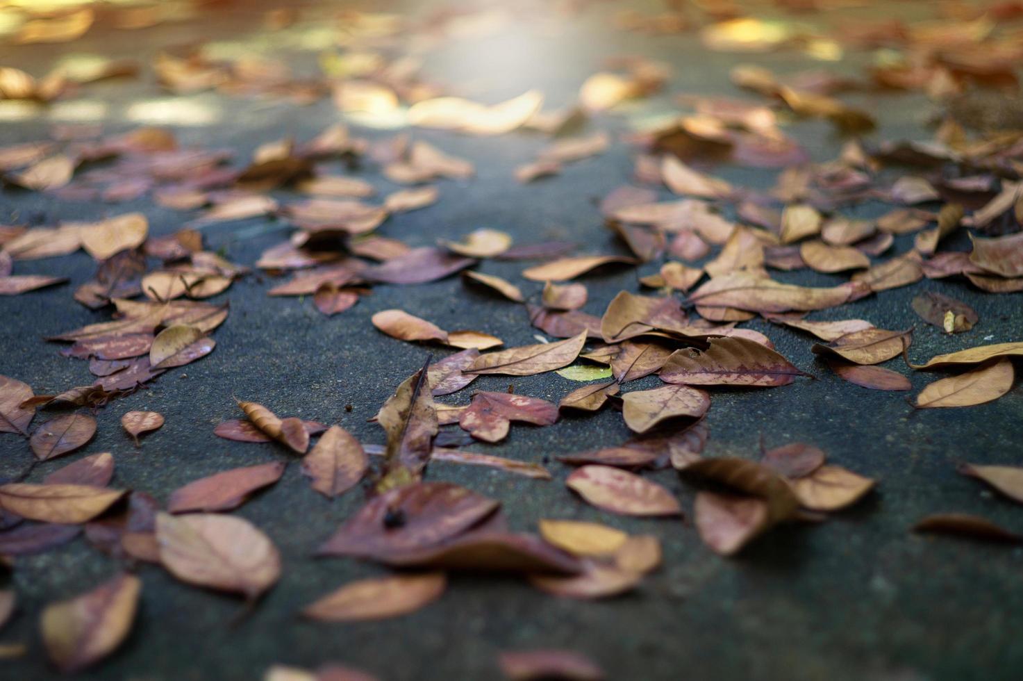 trama e sfondo messa a fuoco selettiva delle foglie secche sul terreno di cemento bagnato con il sole sfocato in primo piano foto
