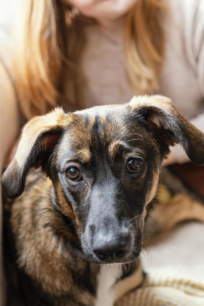 primo piano di un cane seduto sulle ginocchia foto