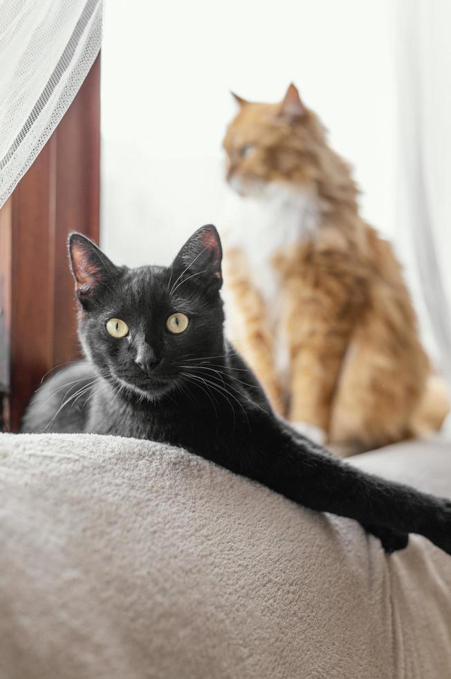 gatti neri e arancioni foto