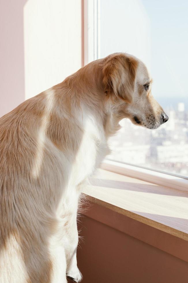 simpatico cane guardando fuori dalla finestra a casa foto