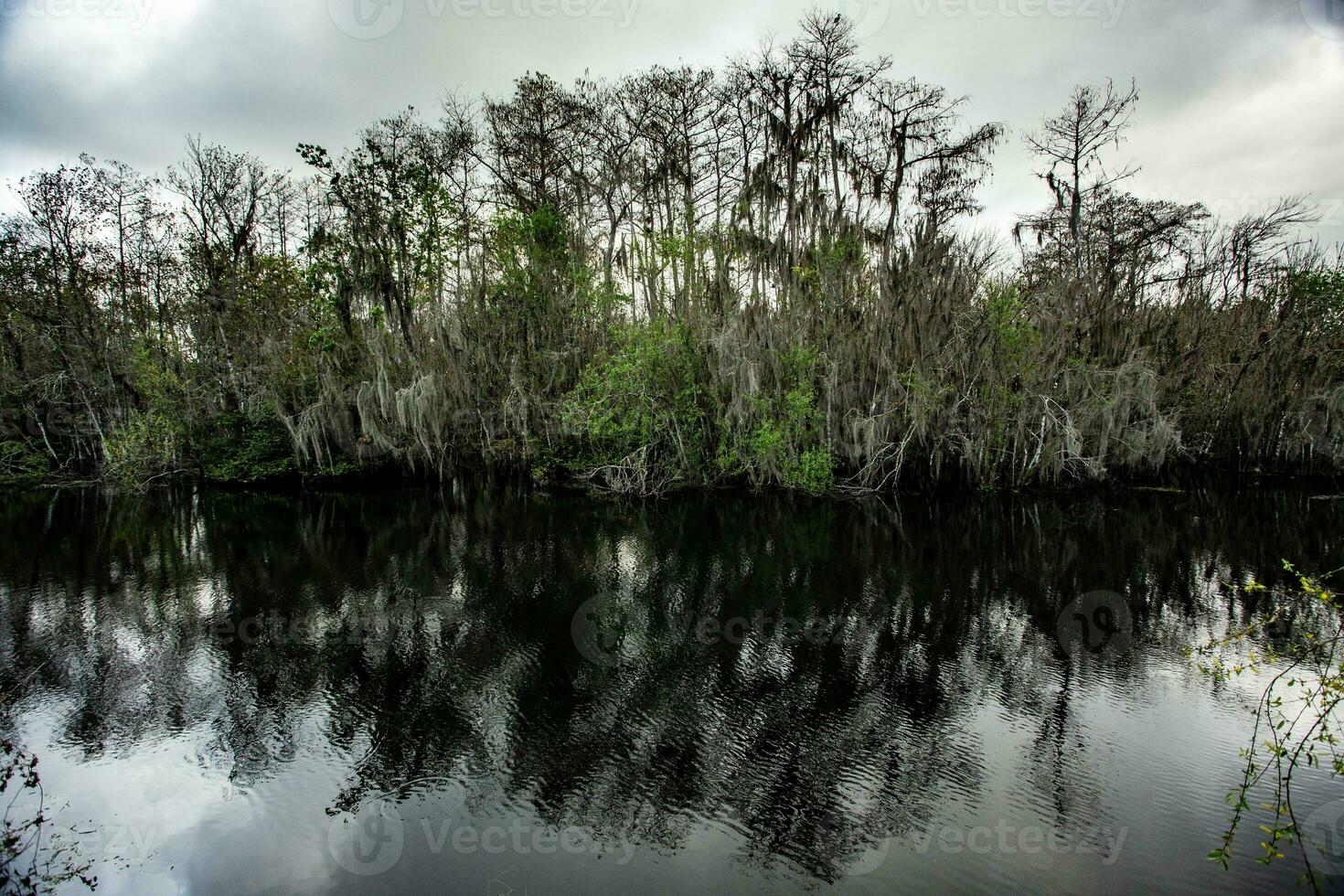 cipresso alberi nel il Everglades foto