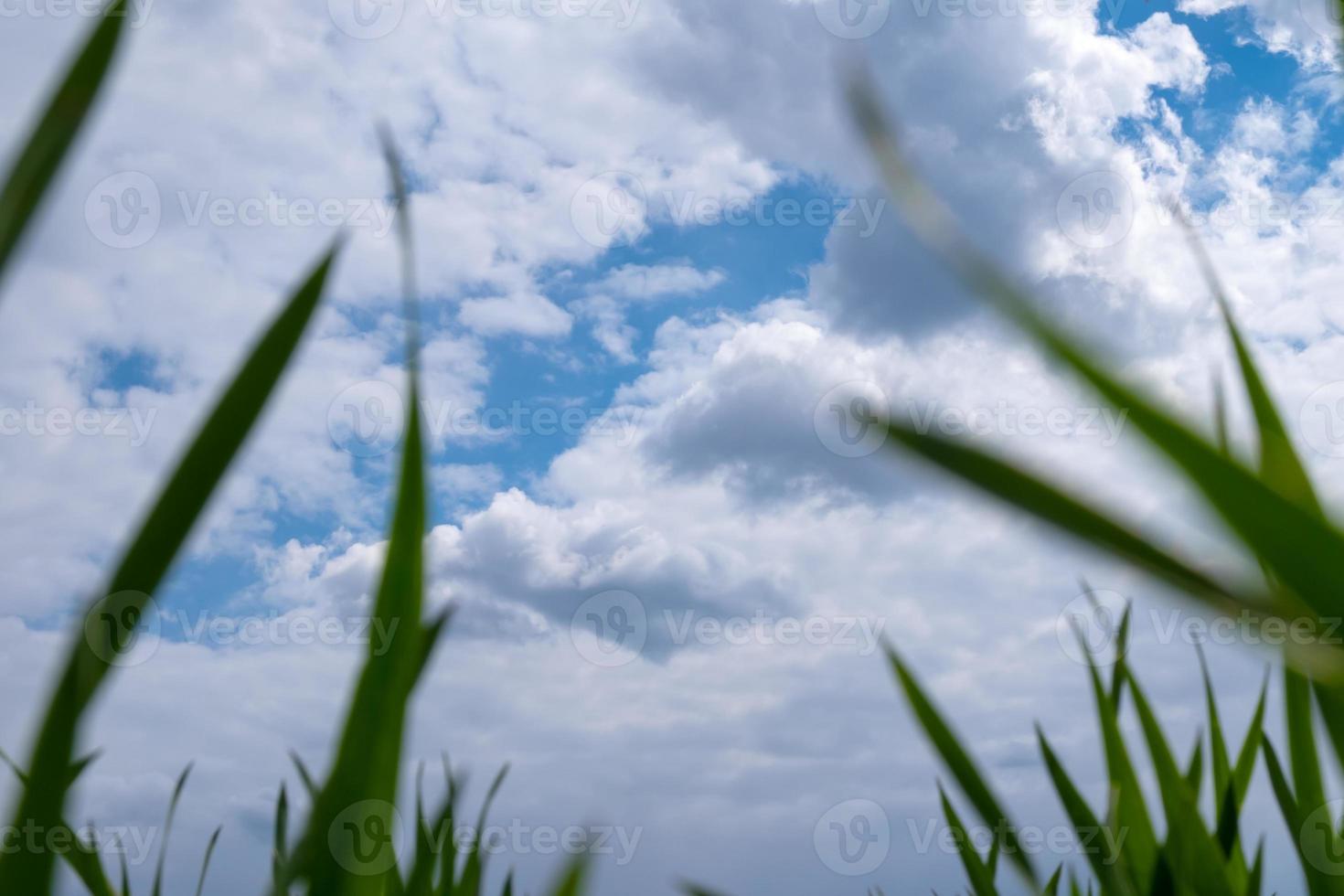 cielo blu e nuvole bianche vista dal basso con erba verde bellezza della natura, spazio copia tempo di primavera foto