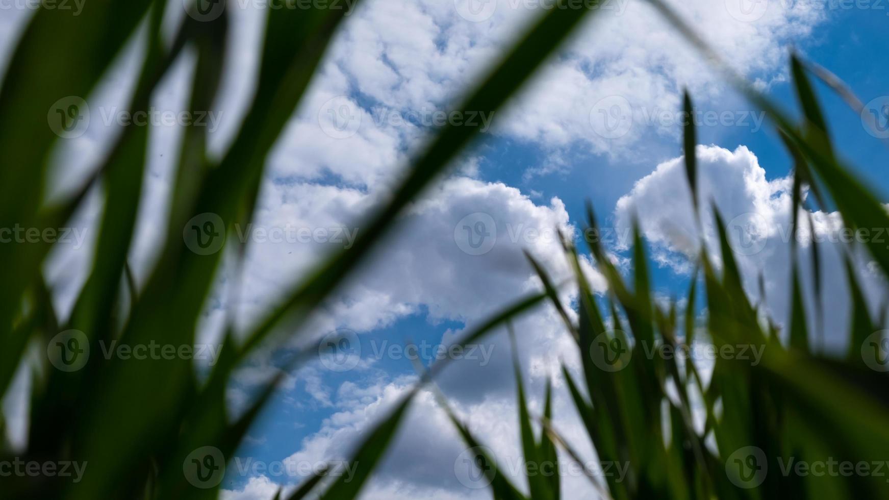 cielo blu e nuvole bianche vista dal basso con erba verde bellezza della natura, tempo di primavera foto