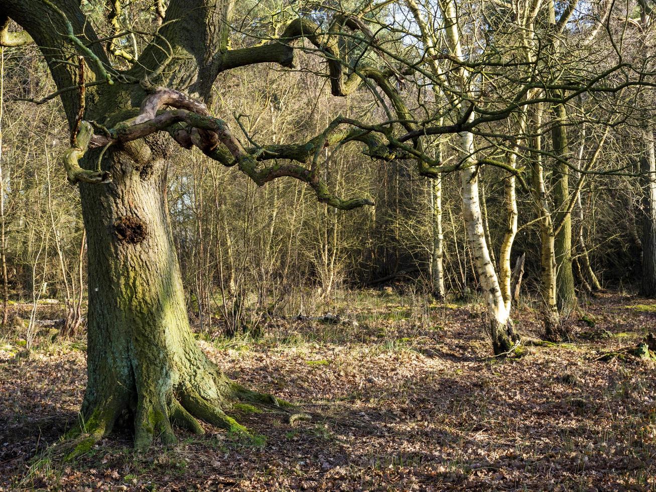 alberi nudi d'inverno nei boschi a skipwith comune del North Yorkshire in Inghilterra foto