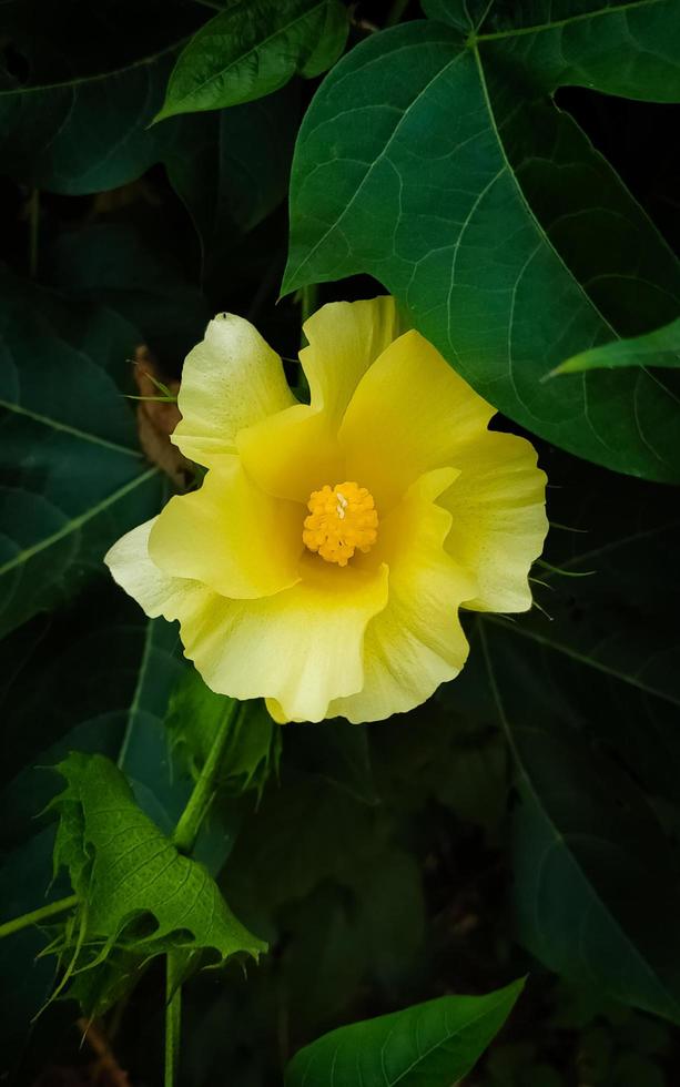 fiore giallo con foglie verdi foto