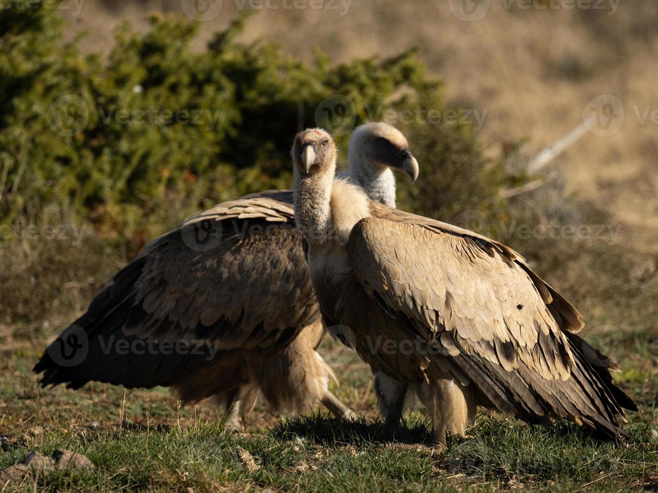 grifone gyps fulvus foto