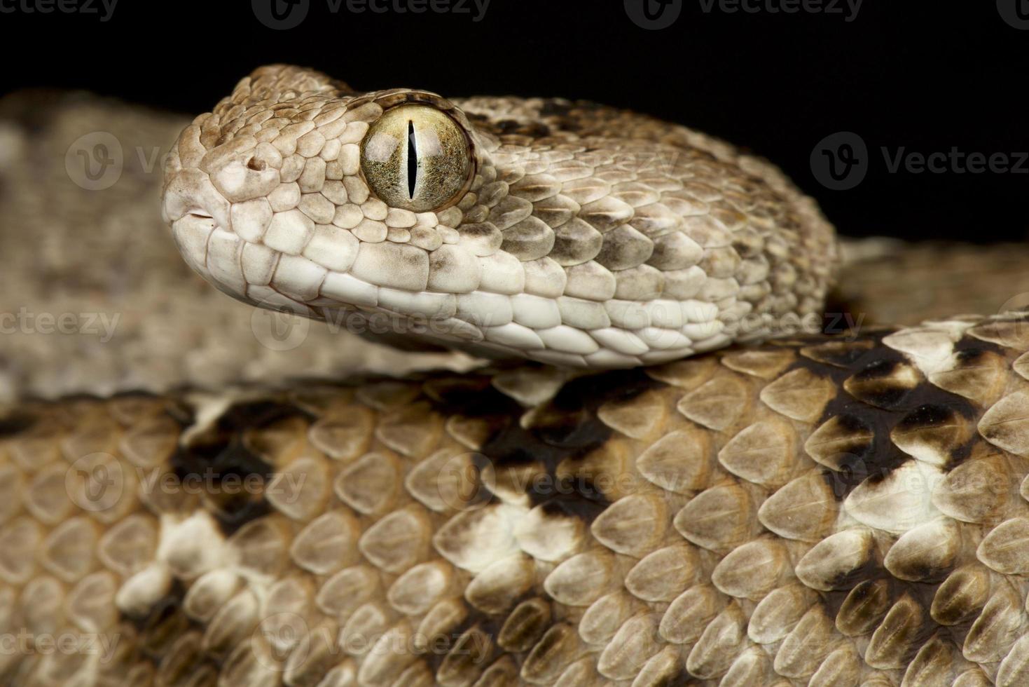 Indian saw viper scaglie echis carinatus foto