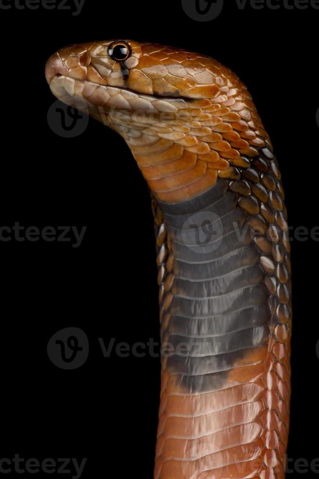 cobra sputatore rosso naja pallida foto