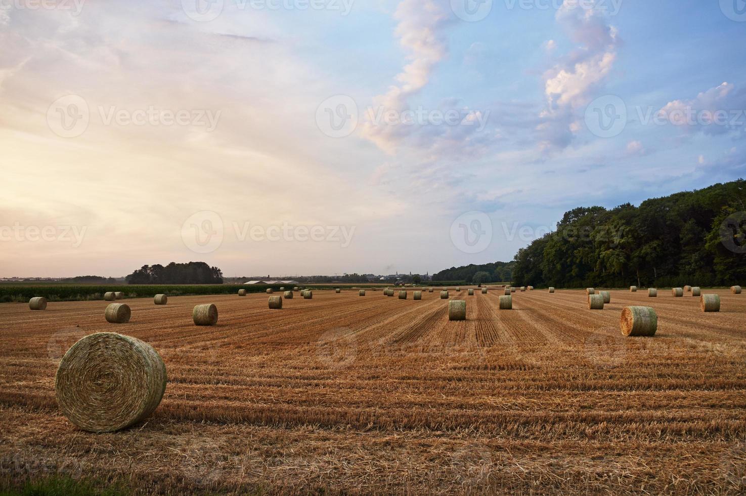 hey stack sul campo dell'azienda agricola in Belgio, Europa foto