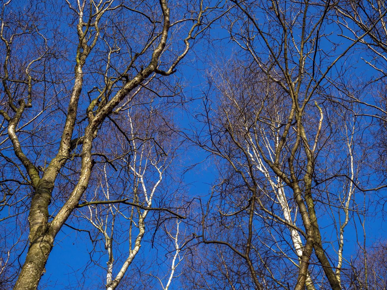 rami di albero di betulla d'argento alla luce del sole invernale foto