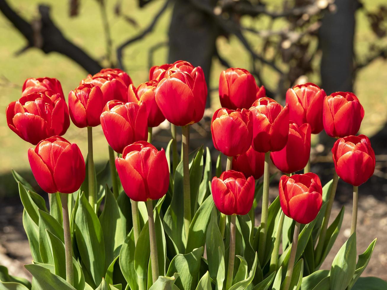 bellissimi tulipani rosso brillante verandi in fiore in un parco foto