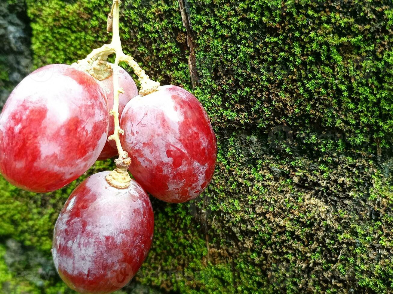 piatto posare superiore Visualizza di rosso uva su bianca sfondo. foto