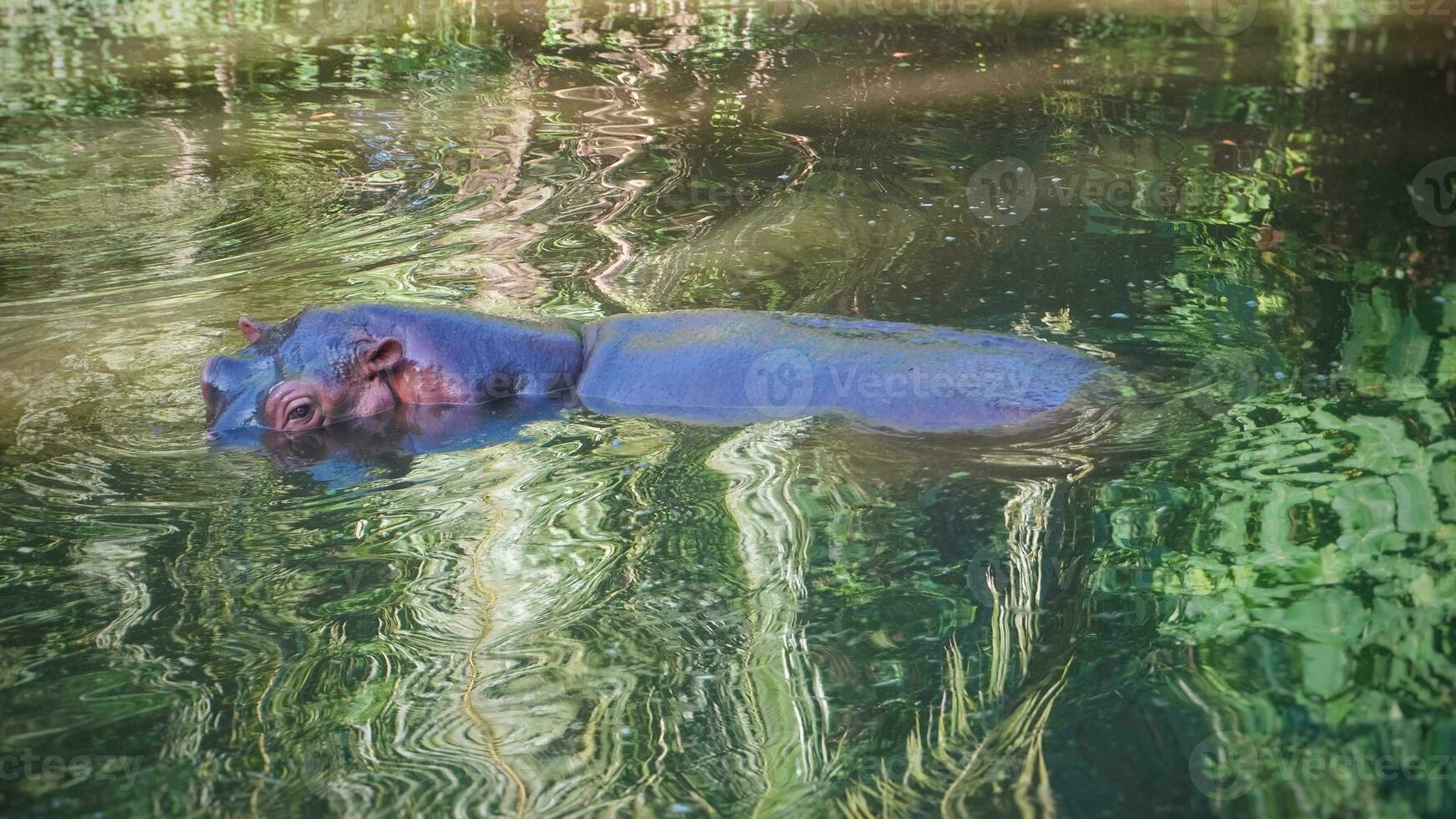 un' ippopotamo dire bugie nel un' pondbali safari parco, con testa e corpo parzialmente visibile foto