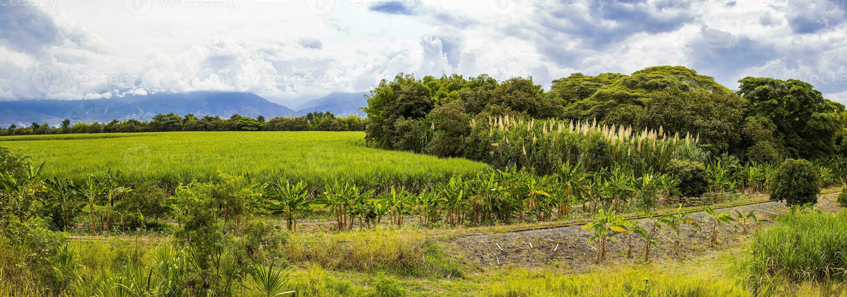panoramico Visualizza di il bellissimo colture a il Valle del cauca regione nel Colombia foto