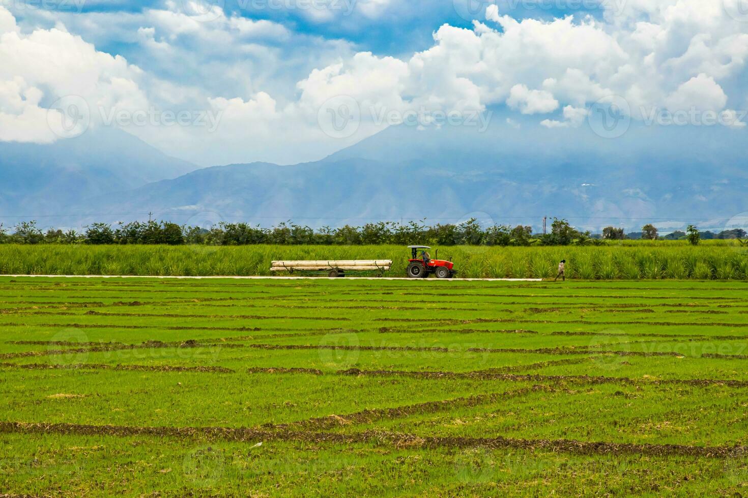 riso e zucchero canna colture a Valle del cauca nel Colombia foto