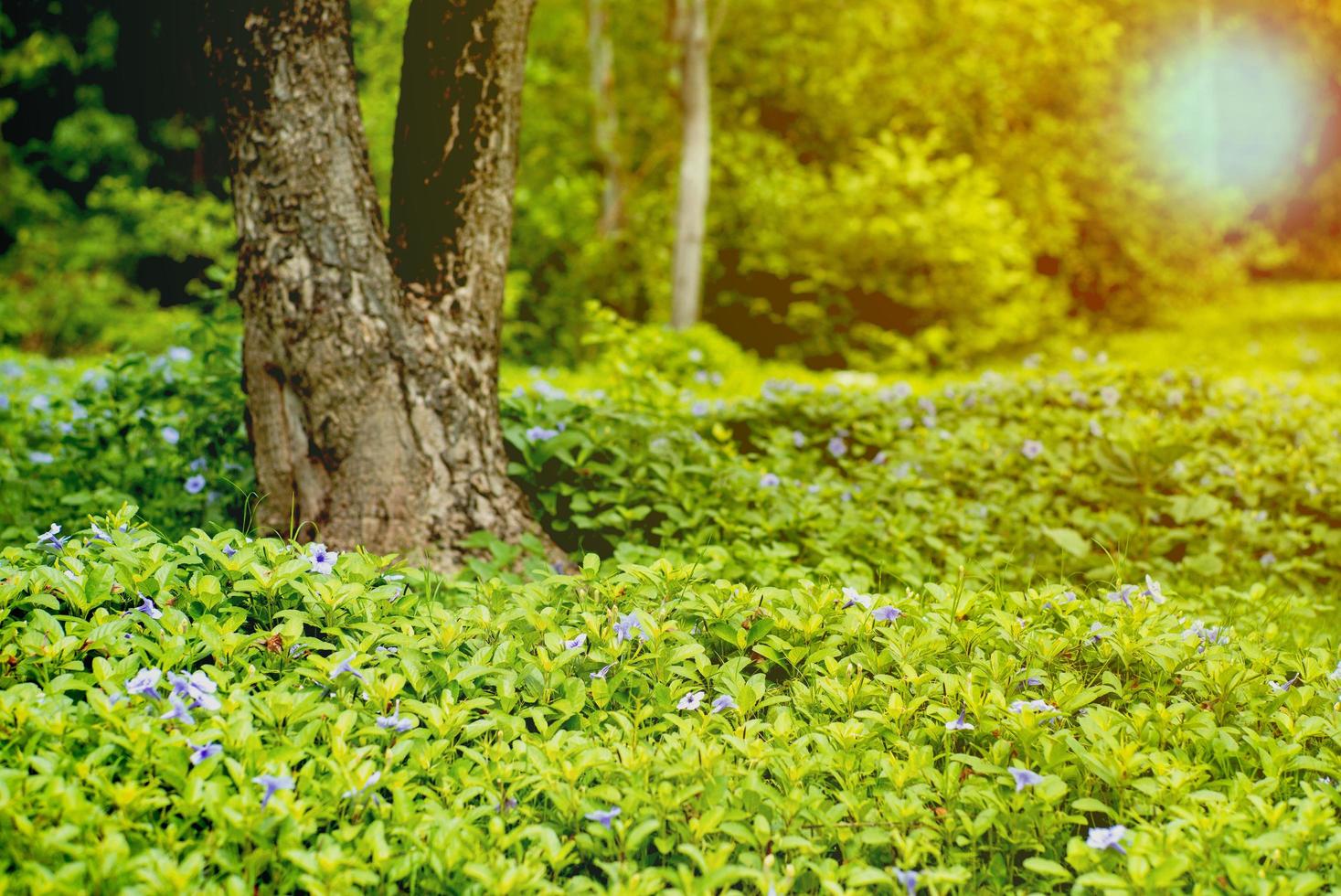 campo paesaggistico di piccoli fiori viola e cespugli verdi in un giardino all'aperto con un vecchio albero sfocato sullo sfondo foto