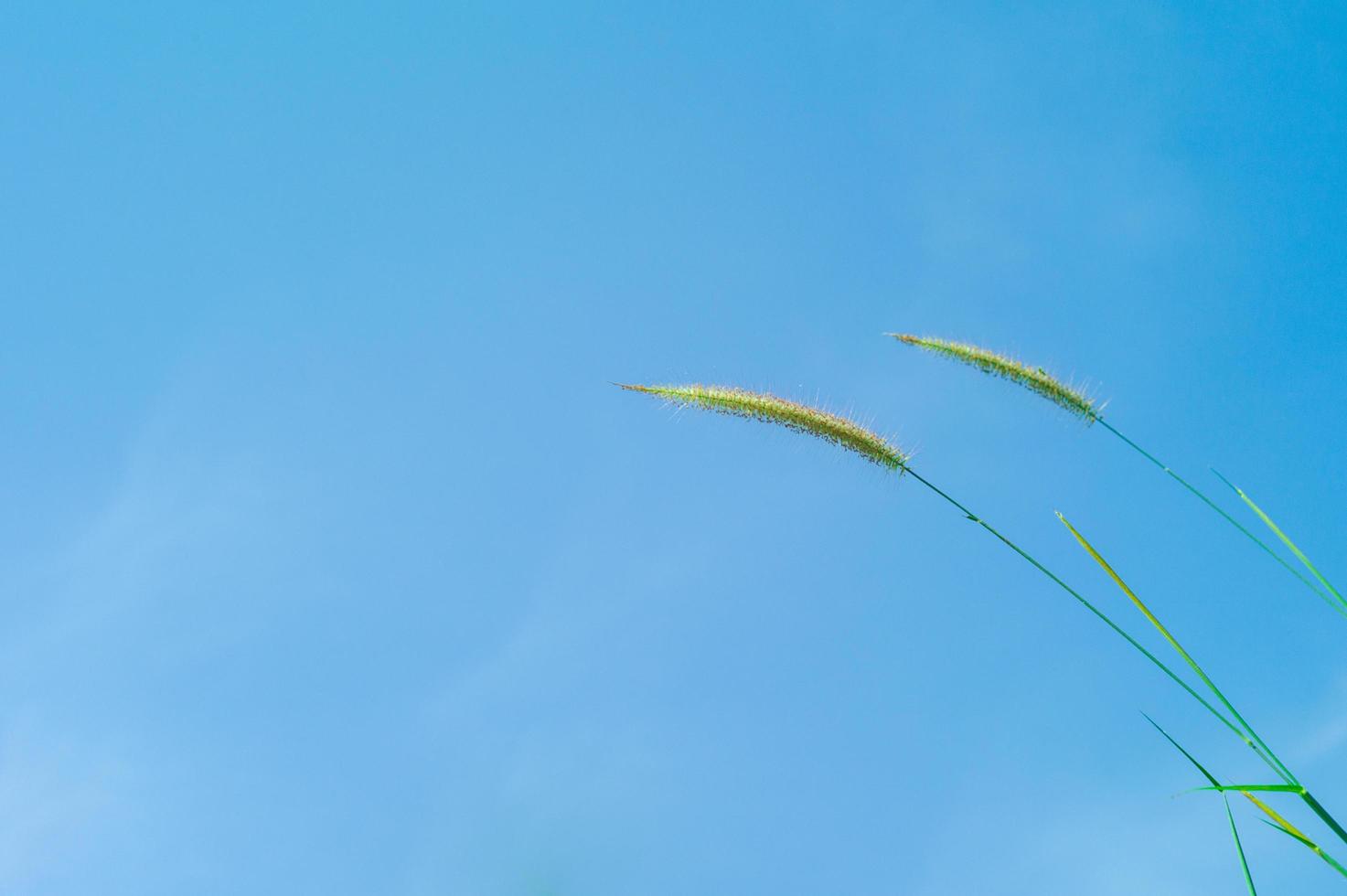 messa a fuoco selettiva di fiori di erba con cielo blu sullo sfondo in una giornata di sole. foto