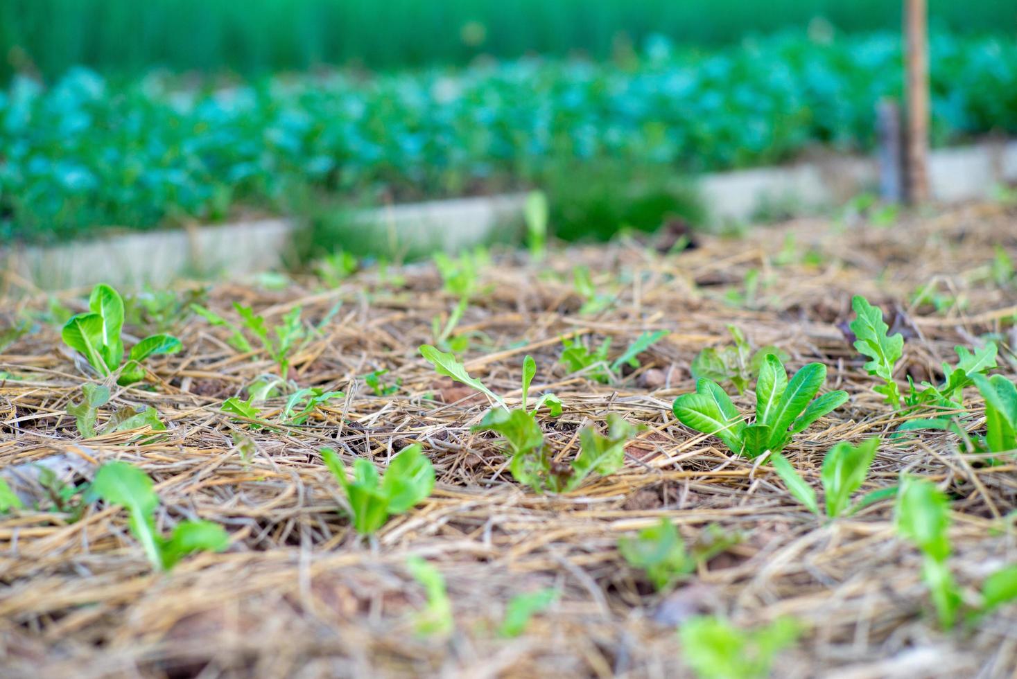 primo piano di piccole lattughe che crescono nella zona del vivaio dell'azienda agricola biologica nel cortile di una casa foto